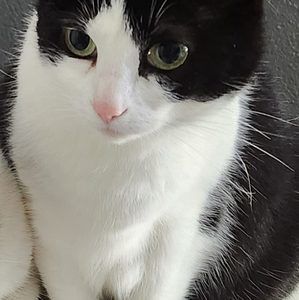Meet your Posher, Jödie